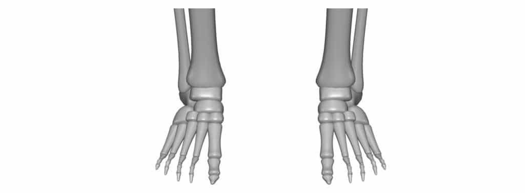 Fußschmerzen-Anatomie-Füße-skelett